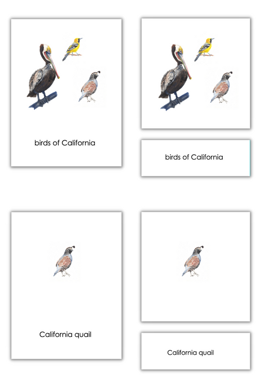 Birds of California - Scientific Classified Cards