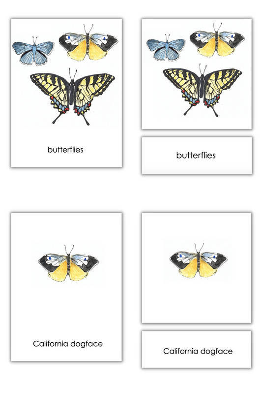 Butterflies - Scientific Classified Cards