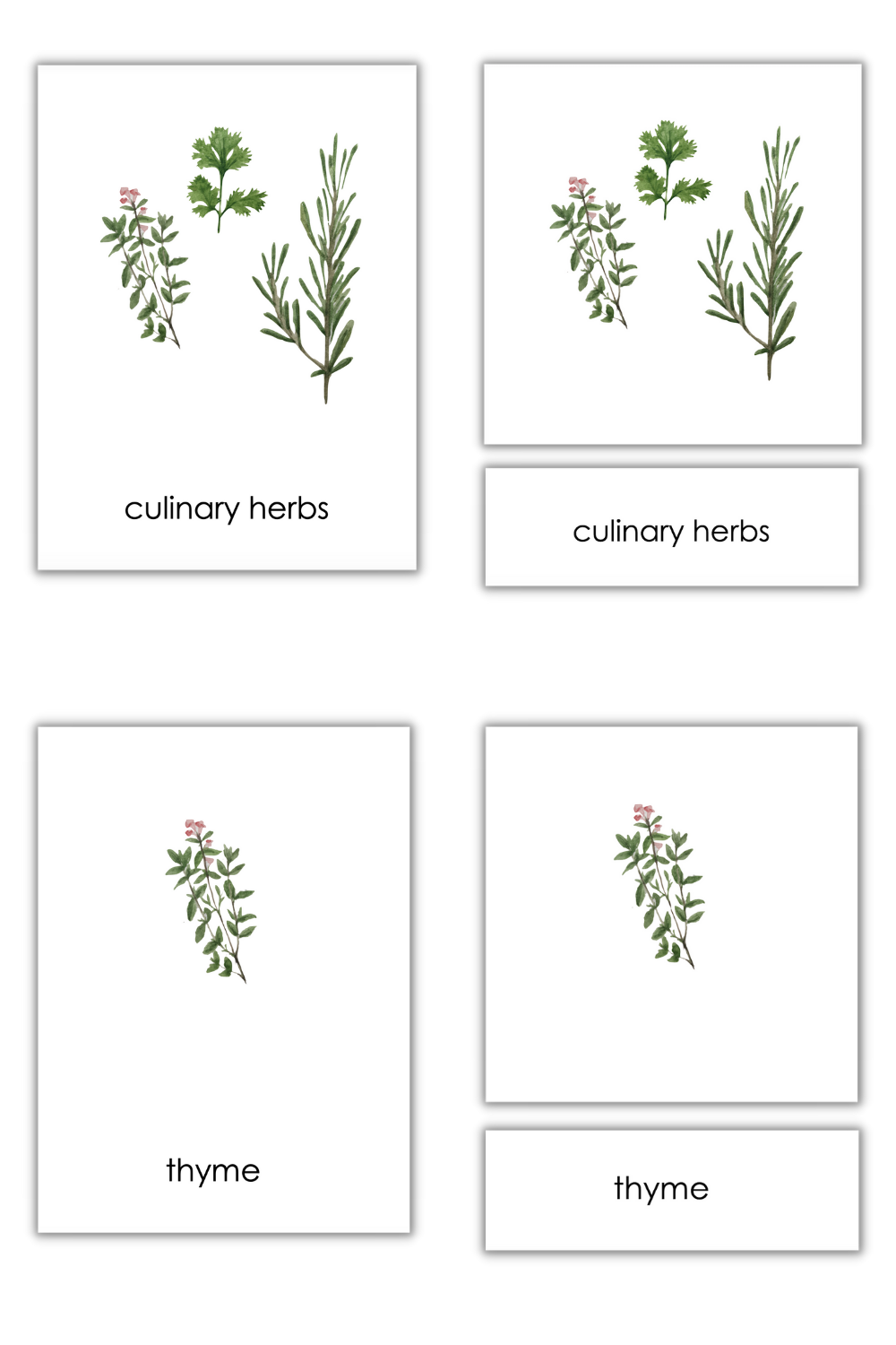 Culinary Herbs - Daily Life Classified Cards